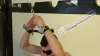 Bondage Stool Predicament