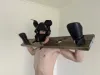 Profile picture for user PuppyKaiden